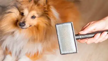 Cuidados del pelaje de los perros Cuidados del pelaje de los perros