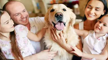 Cuidados indispensables para los perros Cuidados indispensables para los perros