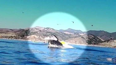 Ballena casi se traga a dos personas en California