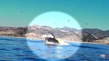 Ballena casi se traga a dos personas en California Ballena casi se traga a dos personas en California