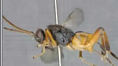 Descubren en Japón una avispa "Godzilla" Descubren en Japón una avispa "Godzilla"