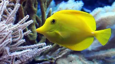 Conoce por qué el estrés puede ser muy peligroso para los peces Conoce por qué el estrés puede ser muy peligroso para los peces