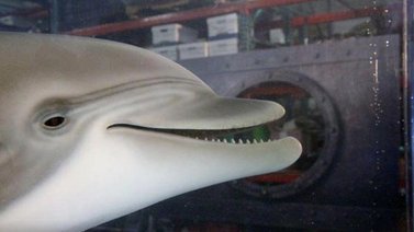 Presentan delfín robot para reemplazar animales en cautiverio
