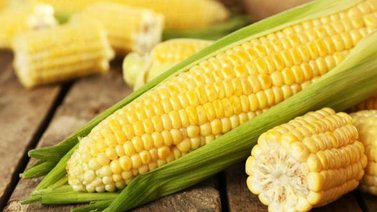 Maíz: el cereal más consumido del mundo