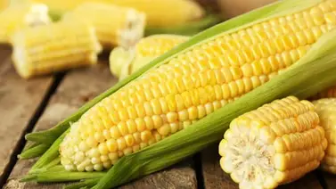 Maíz: el cereal más consumido del mundo Maíz: el cereal más consumido del mundo