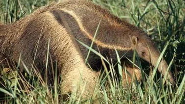 Oso hormiguero queda inmóvil con las patas en alto y "se rinde" (+video)