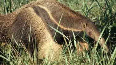 Oso hormiguero queda inmóvil con las patas en alto y "se rinde" (+video) Oso hormiguero queda inmóvil con las patas en alto y "se rinde" (+video)