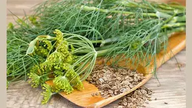 El eneldo: usos y beneficios El eneldo: usos y beneficios