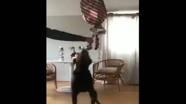 Familia festeja cumpleaños de su perrito regalándole una piñata (+Video) Familia festeja cumpleaños de su perrito regalándole una piñata (+Video)