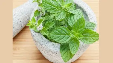 Conoce las propiedades de la menta Conoce las propiedades de la menta