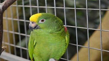 Zoo separó a varios loros por repetir palabrotas