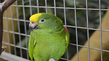 Zoo separó a varios loros por repetir palabrotas