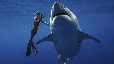 La COVID-19 es una posible amenaza indirecta para los tiburones La COVID-19 es una posible amenaza indirecta para los tiburones