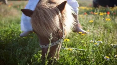 Autoridades detienen a hombre ebrio tras ser sorprendido violando a un poni