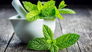 Diez beneficios de la menta Diez beneficios de la menta