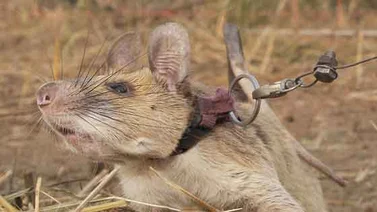 Premian a una rata en Reino Unido