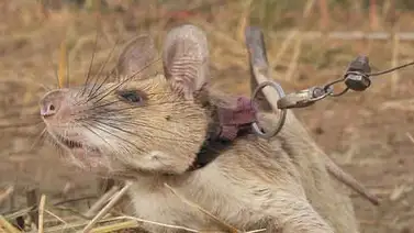 Premian a una rata en Reino Unido Premian a una rata en Reino Unido