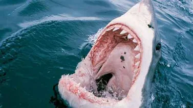 Tiburón hiere de gravedad a buzo en los Cayos de Florida