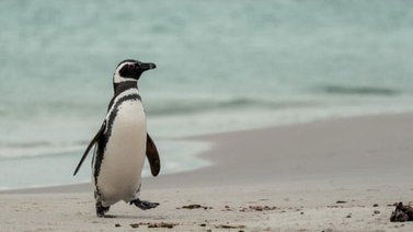 Encuentran a un pingüino muerto tras ingerir un tapabocas