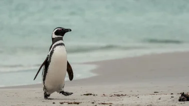 Encuentran a un pingüino muerto tras ingerir un tapabocas