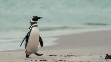 Encuentran a un pingüino muerto tras ingerir un tapabocas Encuentran a un pingüino muerto tras ingerir un tapabocas