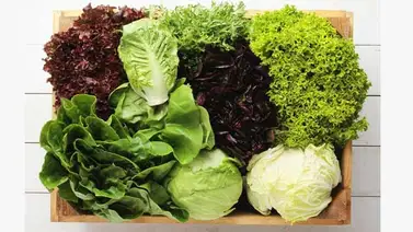 Conoce las distintas variedades de lechugas Conoce las distintas variedades de lechugas