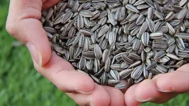 Aprovecha los beneficios de las semillas de girasol Aprovecha los beneficios de las semillas de girasol