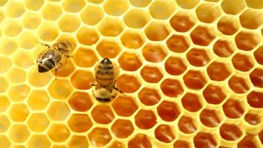 Abejas artificiales: ¿el futuro de la polinización?