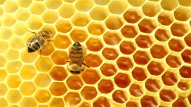 Abejas artificiales: ¿el futuro de la polinización?