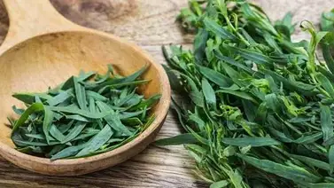 El estragón ayuda a expulsar los parásitos y alivia el sistema digestivo El estragón ayuda a expulsar los parásitos y alivia el sistema digestivo