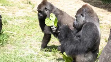 Zoológico organiza baby shower para gorila embarazada Zoológico organiza baby shower para gorila embarazada