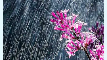 Beneficios del agua de lluvia para tus plantas