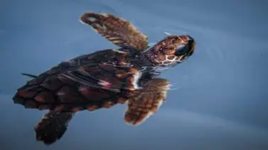 La tortuga "cabezona" resiste en el Mediterráneo pese a las amenazas a su supervivencia La tortuga "cabezona" resiste en el Mediterráneo pese a las amenazas a su supervivencia