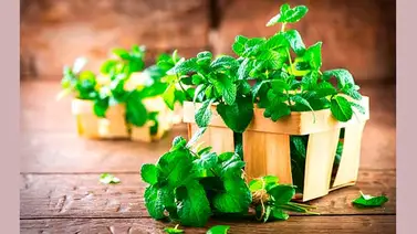10 Beneficios de la menta 10 Beneficios de la menta