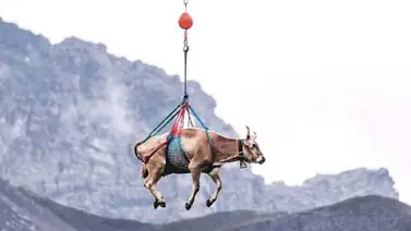 Captan video de vaca voladora en Suiza Captan video de vaca voladora en Suiza