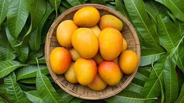 7 beneficios de la hoja de mango
