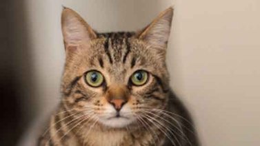 Gato toca el piano para pedir comida (+video)