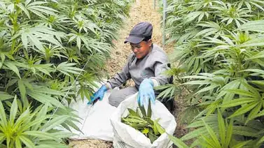 Paraguay estudia la posibilidad de producir marihuana para exportación Paraguay estudia la posibilidad de producir marihuana para exportación