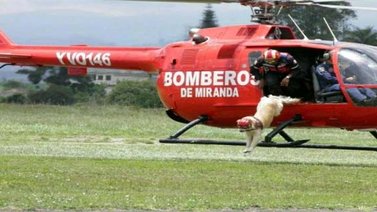 Bomberos de Miranda informan la muerte del perro rescatista Orión (+Fotos)