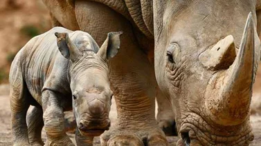La caza furtiva de rinocerontes cayó un 53 % en Sudáfrica