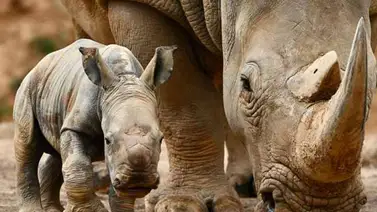 La caza furtiva de rinocerontes cayó un 53 % en Sudáfrica La caza furtiva de rinocerontes cayó un 53 % en Sudáfrica