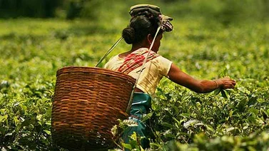 Víctimas de violencia en Kenia presentan una queja en la ONU contra Unilever