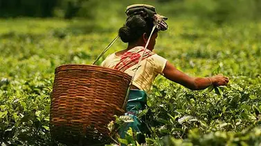 Víctimas de violencia en Kenia presentan una queja en la ONU contra Unilever Víctimas de violencia en Kenia presentan una queja en la ONU contra Unilever