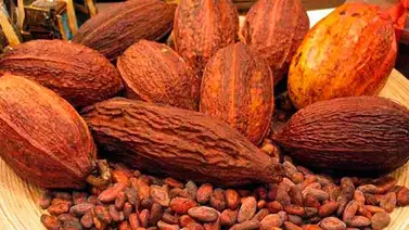Expoferia Internacional del Cacao se realizará de manera virtual Expoferia Internacional del Cacao se realizará de manera virtual