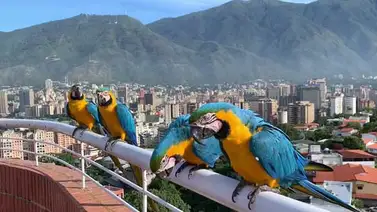 La ciudad de los techos rojos celebra 453 aniversario La ciudad de los techos rojos celebra 453 aniversario