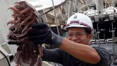 Descubren una cucaracha marina gigantesca en el fondo del mar (+Fotos) Descubren una cucaracha marina gigantesca en el fondo del mar (+Fotos)