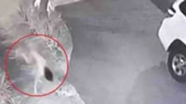 Reaparece la "niña-perro" en México