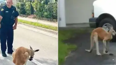 Detienen a canguro por pasear en el sur de Florida Detienen a canguro por pasear en el sur de Florida