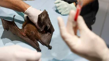 Un nuevo coronavirus sería 1.000 veces más eficaz para infectar humanos