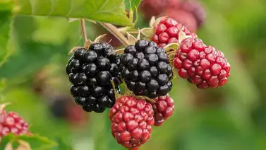 Las moras, pequeñas pero con muchos beneficios Las moras, pequeñas pero con muchos beneficios